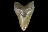 Serrated, Fossil Megalodon Tooth - Georgia #95491-1
